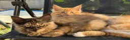 Maine Coon cats for sale: Maine coon x turkish van  in Romford - Advert 2