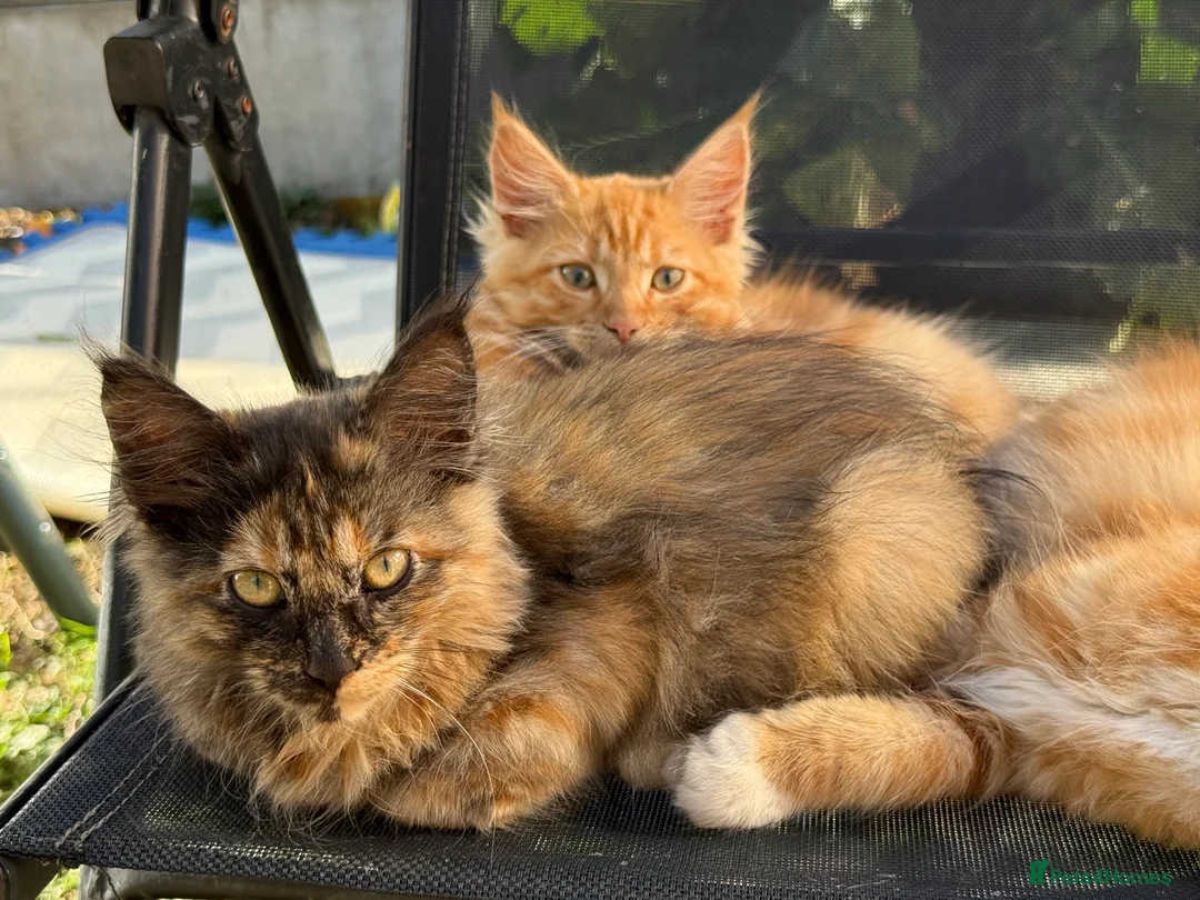 Maine Coon cats for sale: Maine coon x turkish van  in Romford - Advert 2