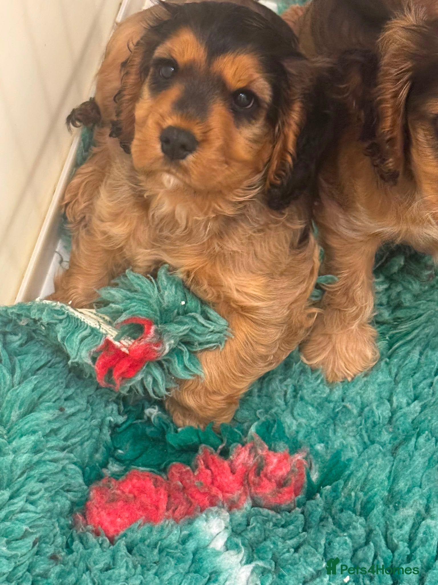 Cocker Spaniel dogs for sale: Beautiful kc  cocker spaniels puppies 💙❤️ - Advert 1
