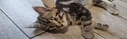 Mixed Breed cats for sale: 5 Beautiful Mix Breed Little Kittens For Sale in Hereford - Advert 6