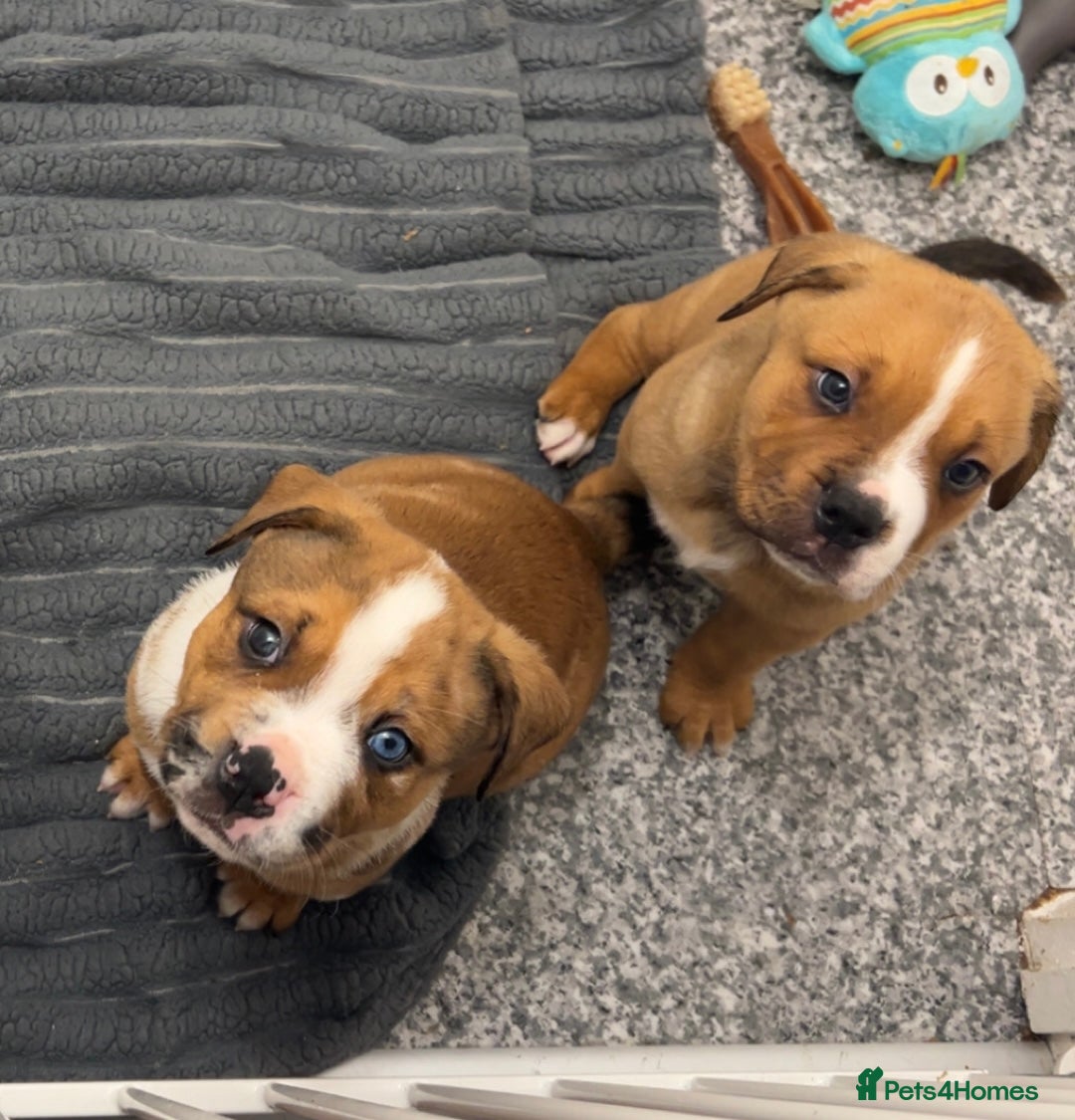 Mixed Breed dogs for sale: 3 beautiful puppies available  - Advert 12