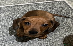 Miniature Dachshund dogs for sale: Beautiful miniature dachshund puppies  - Image 5