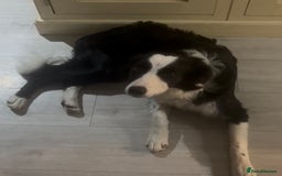 Border Collie dogs for sale: Bryndau Minnie - Image 1