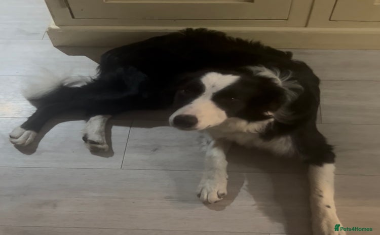 Border Collie dogs - Advert 11