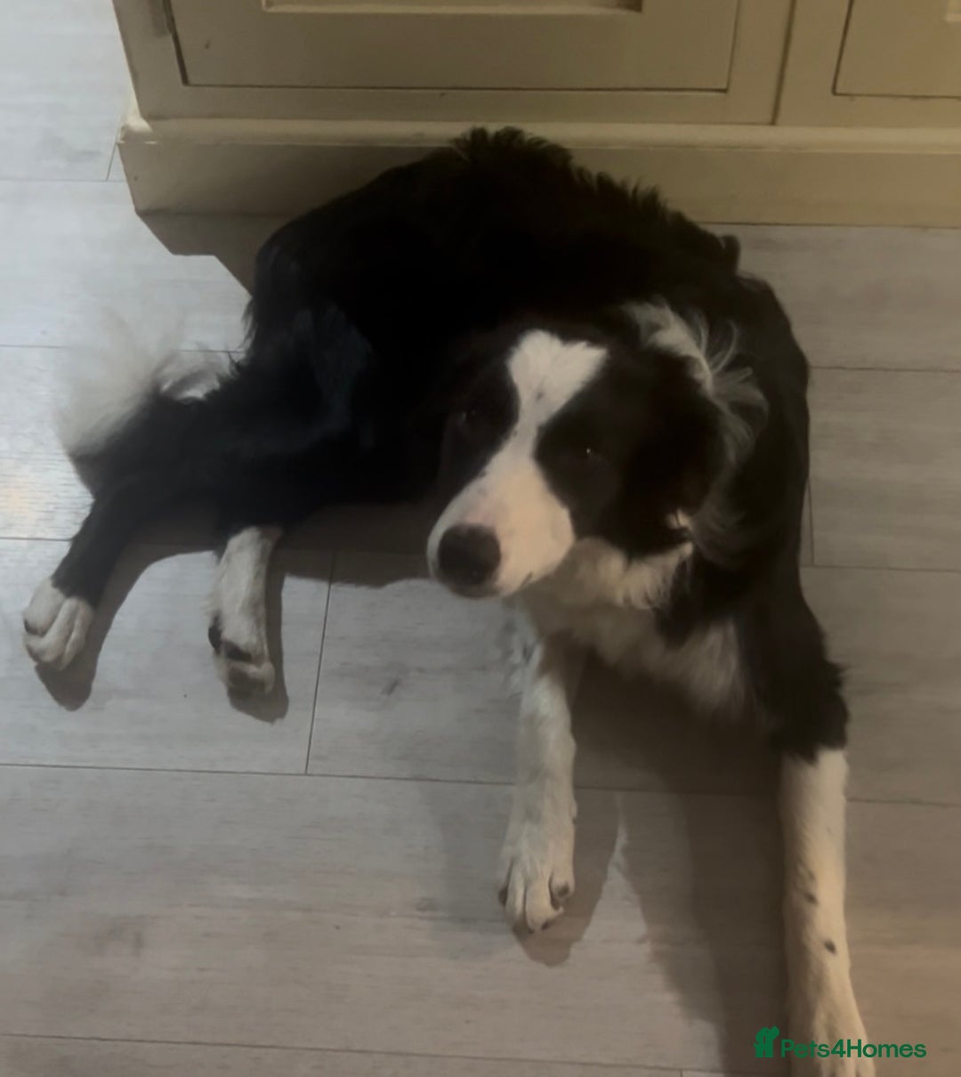 Border Collie dogs for sale: Bryndau Minnie - Image 1