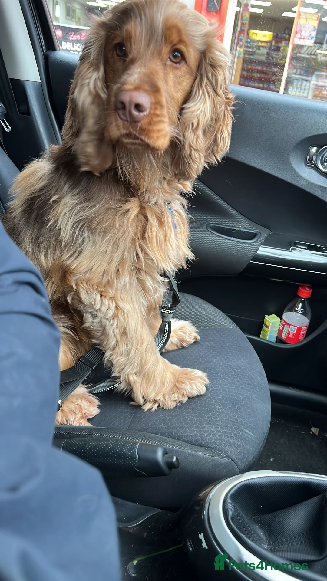 Cocker Spaniel dogs for stud: Proven Chocolate Sable Show Cocker STUD in Hull - Advert 11