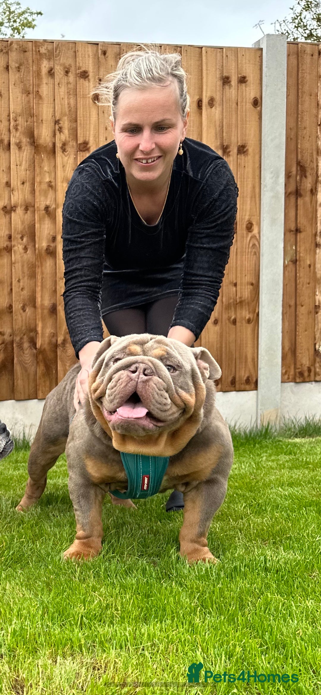 English Bulldog dogs for stud: full suited English bulldog stud well proven in Leicester - Advert 2