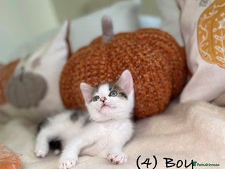 Mixed Breed cats - Advert 12