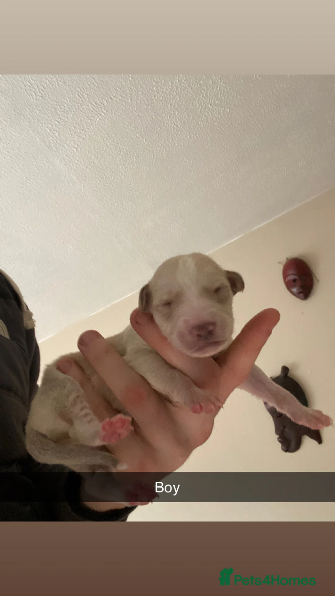 Mixed Breed dogs for sale: Whippet x  greyhound puppies - Advert 7