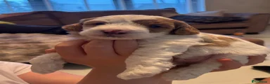 Jackapoo 1