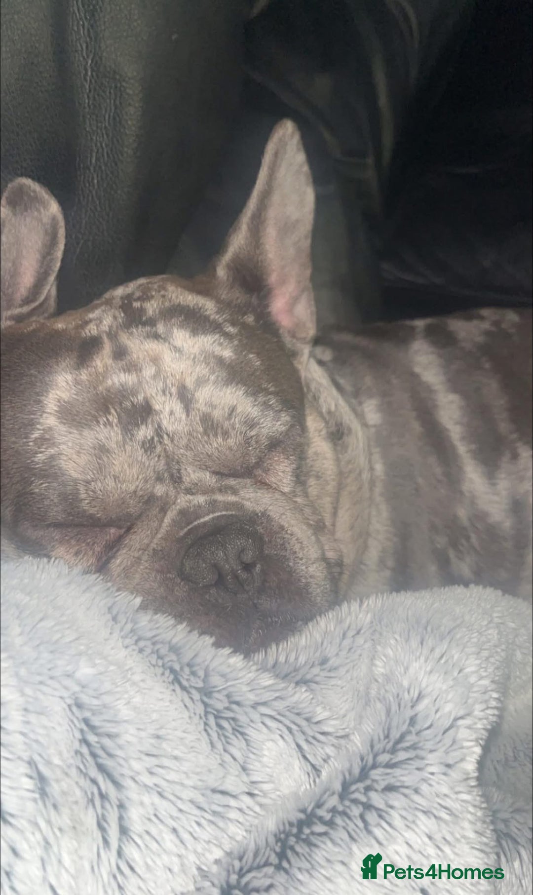 French Bulldog dogs for sale: Rehoming KC Registered French Bulldog - Advert 3