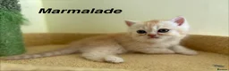 Exotic cats for sale: Beautiful Persian Exotic Kittens - Advert 17