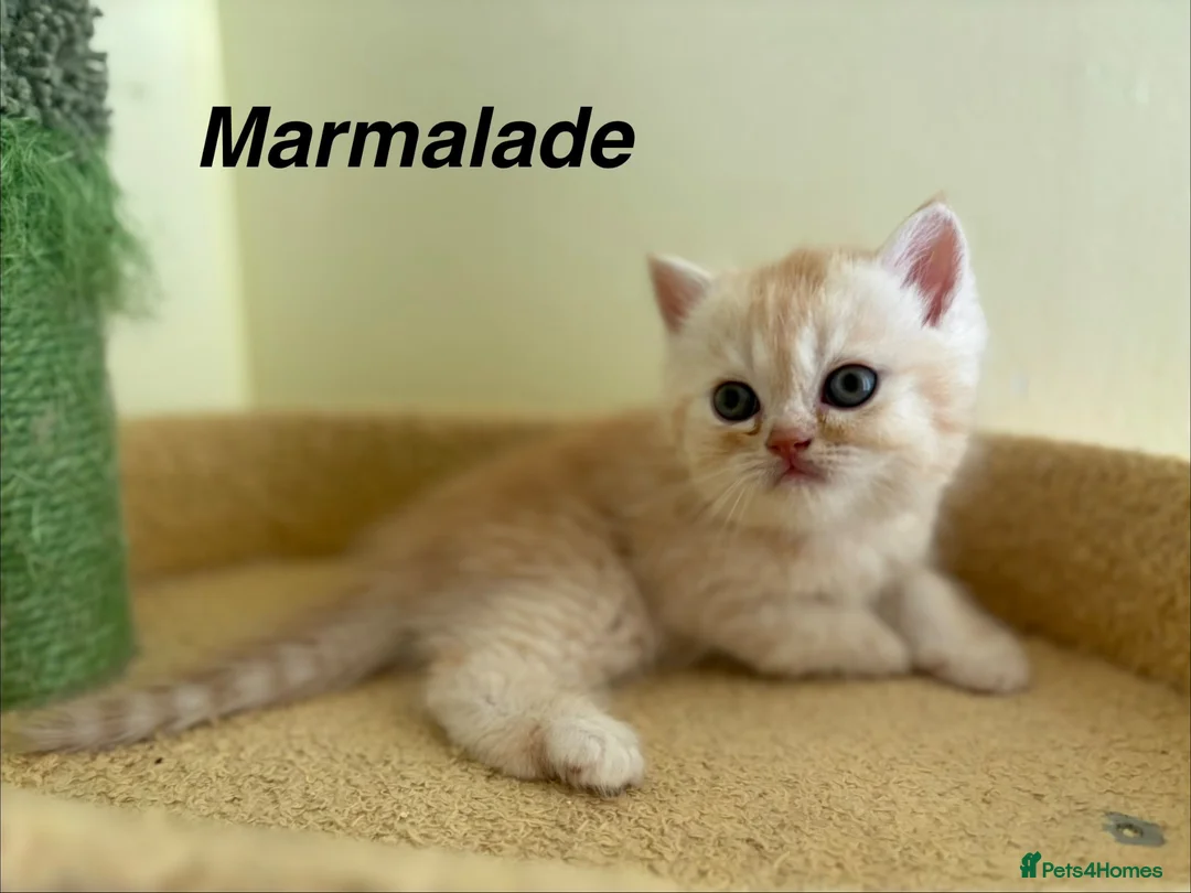 Exotic cats for sale: Beautiful Persian Exotic Kittens - Advert 17