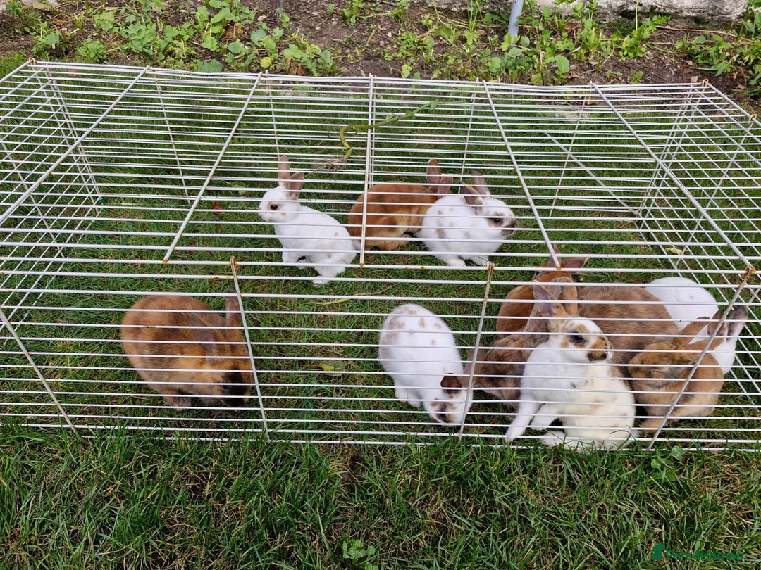 Mixed Breed rabbits for sale: bunnies in Plymouth - Advert 1