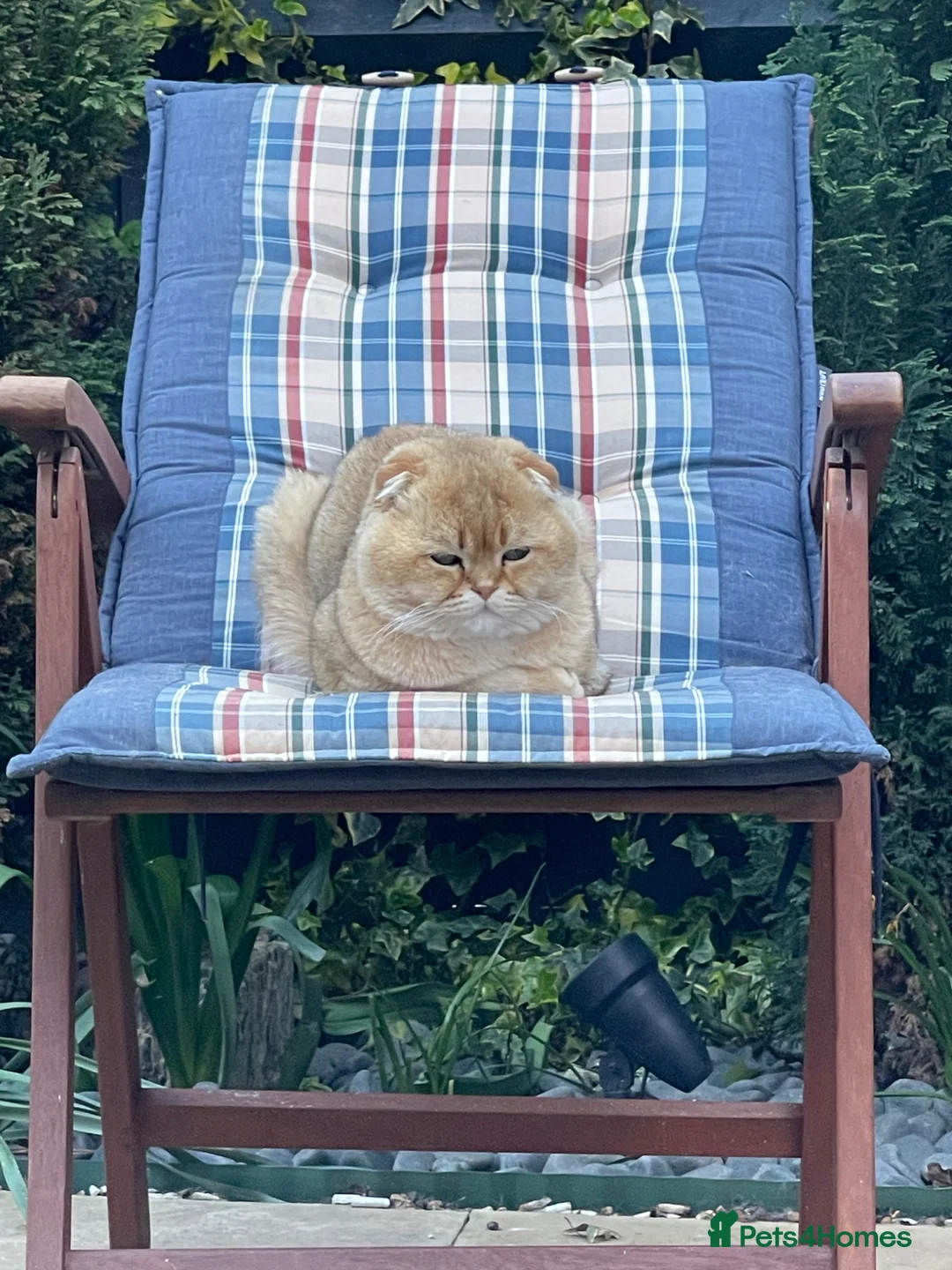 Scottish Fold cats for sale: LOVELY SCOTTISH FOLD CHINCHILLA SILVER KITTENS - Advert 21