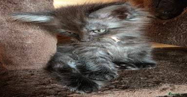 Maine Coon cats - Advert 6