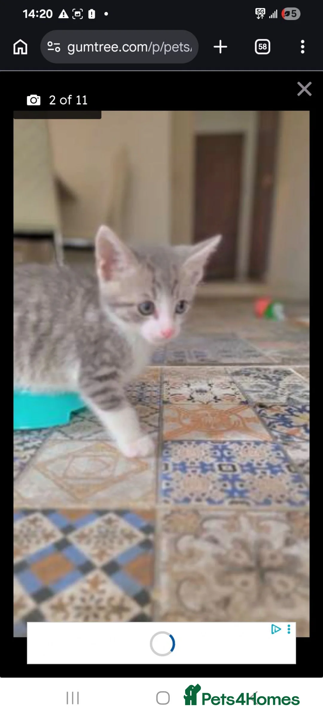 Mixed Breed cats for sale: Gorgeous Fluffy Playful Kitten - Advert 2