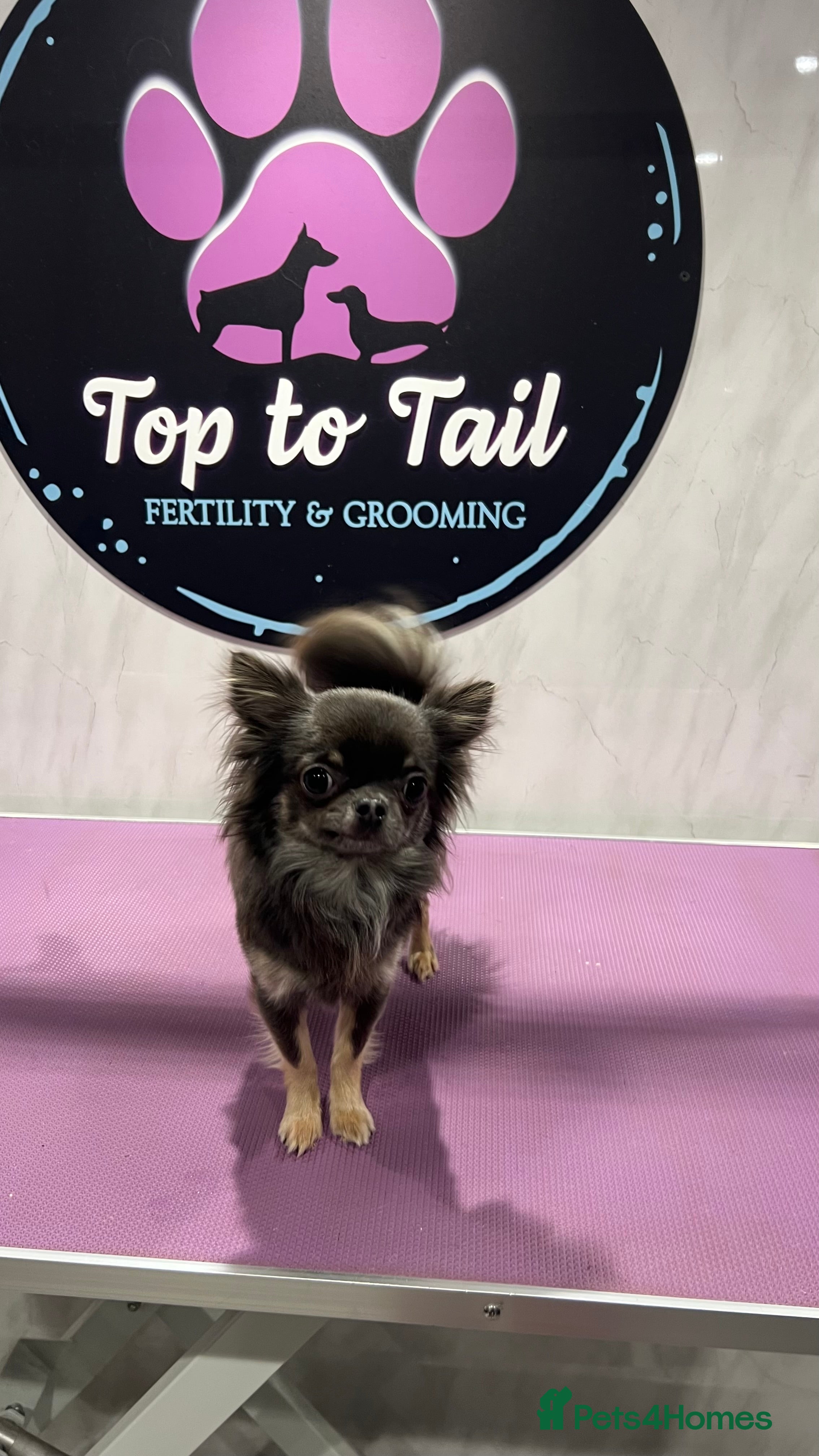 Chihuahua dogs 1.8kg TikTok star STUD DUTIES ⭐️ - Advert 9