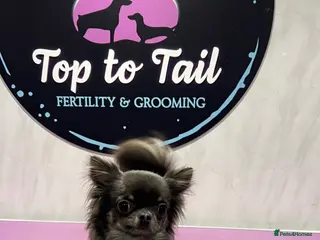 Chihuahua dogs 1.8kg TikTok star STUD DUTIES ⭐️ - Advert 8