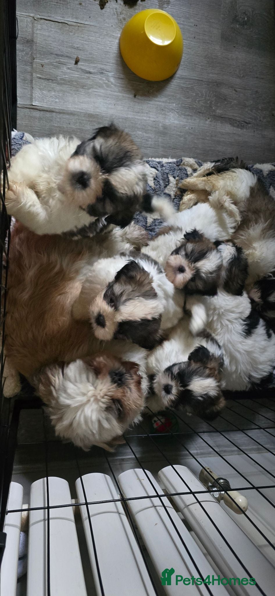 Shih Tzu dogs Beautiful Shih-Tzus. Girls and boys. - Advert 1