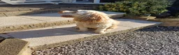 Cockapoo dogs for sale: Re-Home Cockapoo !  in Swadlincote - Advert 2