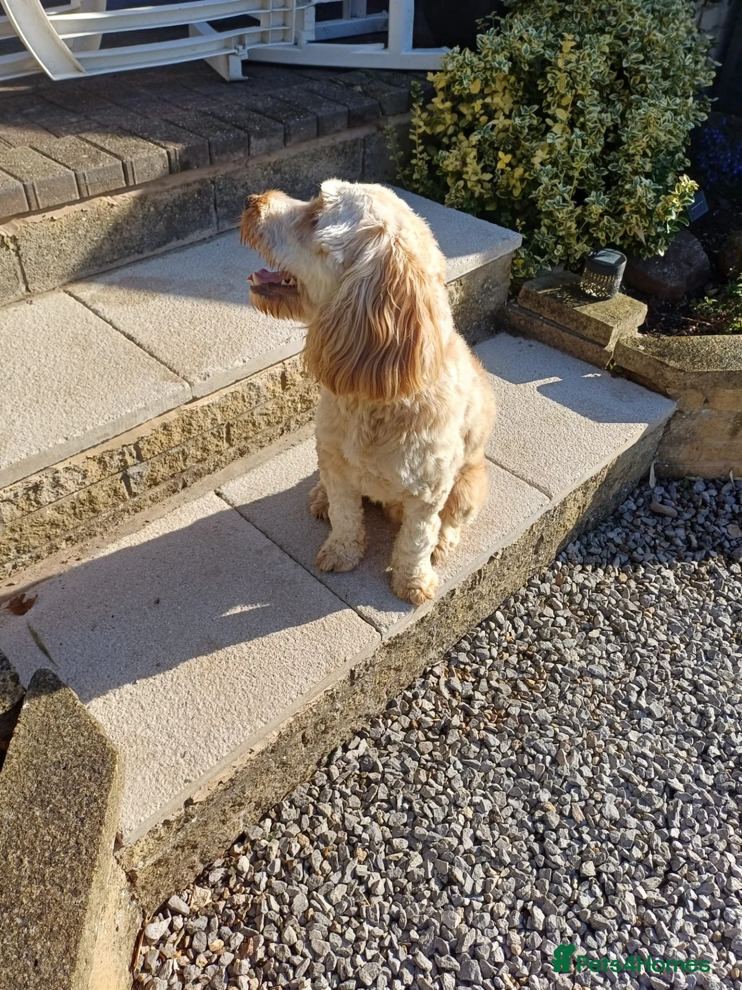 Cockapoo dogs for sale: Re-Home Cockapoo !  in Swadlincote - Advert 2
