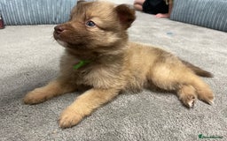 Mixed Breed dogs for sale: Border collie x German shepherd puppies - Image 18