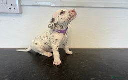 Dalmatian dogs for sale: 🐶 Stunning Dalmatian Puppies Ready 28th August 🐶 - Image 2