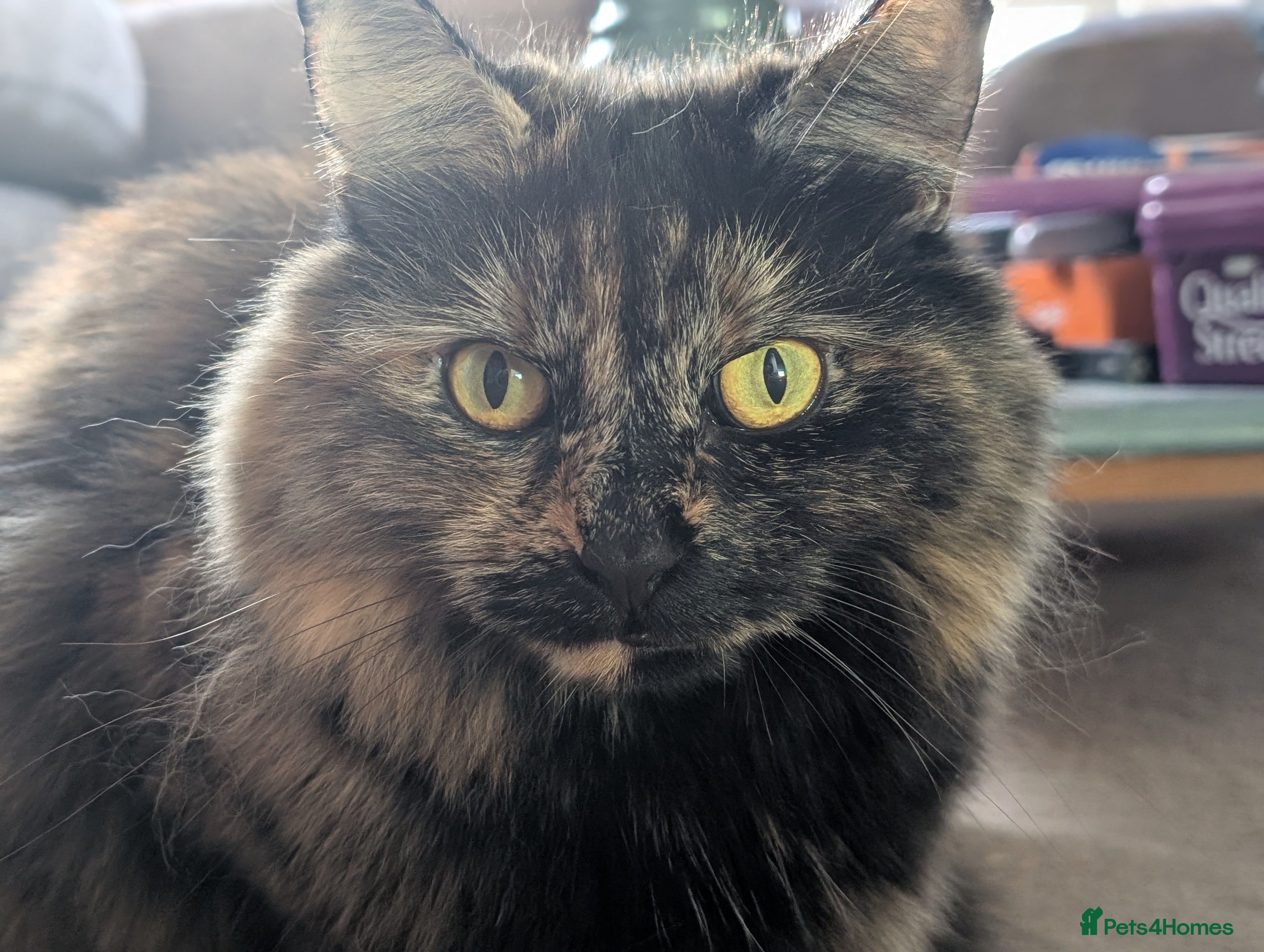 Mixed Breed cats Lovely Halinka  - Advert 16