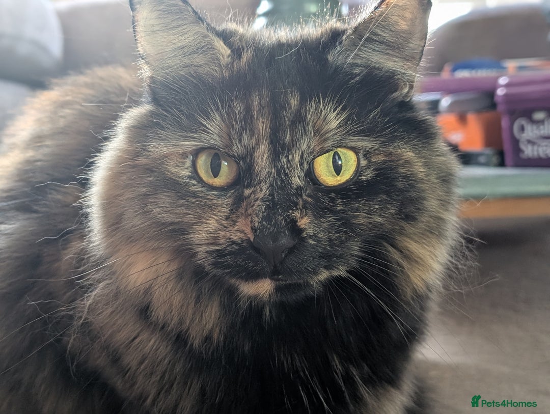 Mixed Breed cats for sale: Lovely Halinka  - Advert 1