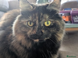 Mixed Breed cats Lovely Halinka - Advert 10