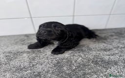 Cocker Spaniel dogs for sale: 6 stunning show type cocker spaniels  - Image 15