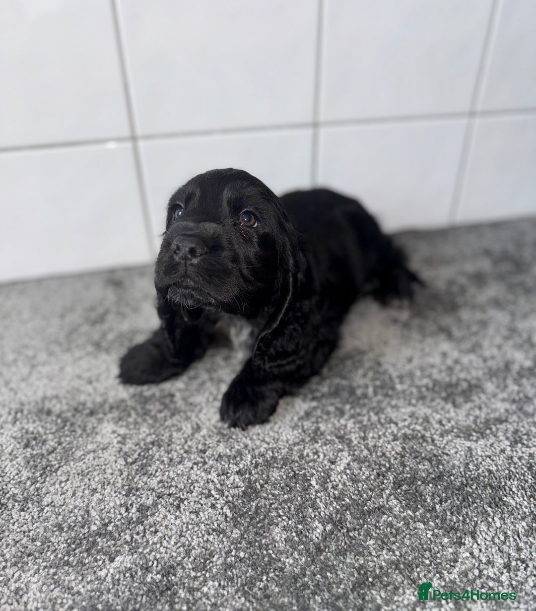 Cocker Spaniel dogs for sale: 6 stunning show type cocker spaniels  - Image 15