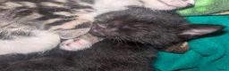 Mixed Breed cats for sale: 4 Beautiful kittens looking forever homes - Advert 7