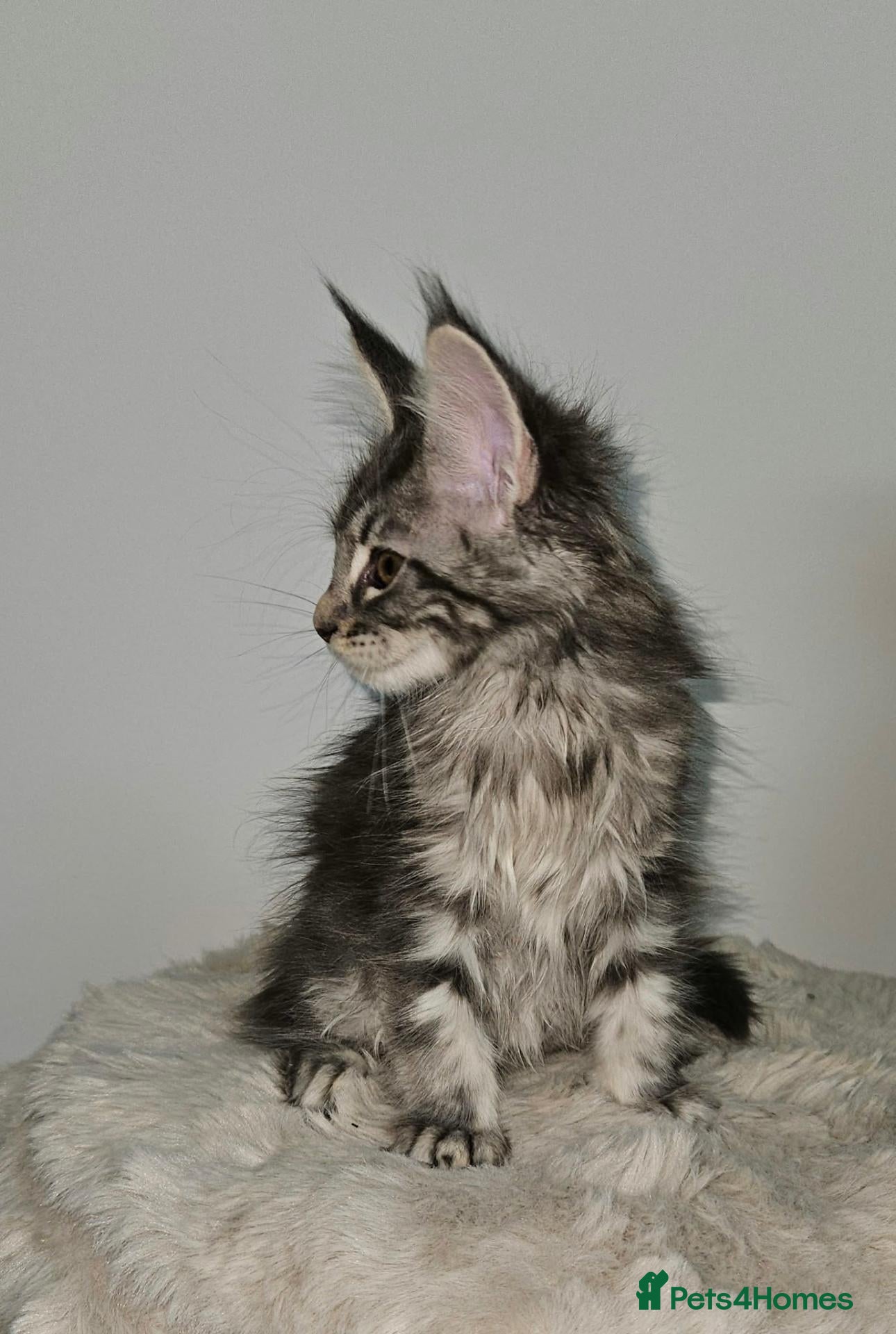 Maine Coon cats Gorgeous maine coon kittens Tica registered  - Advert 2