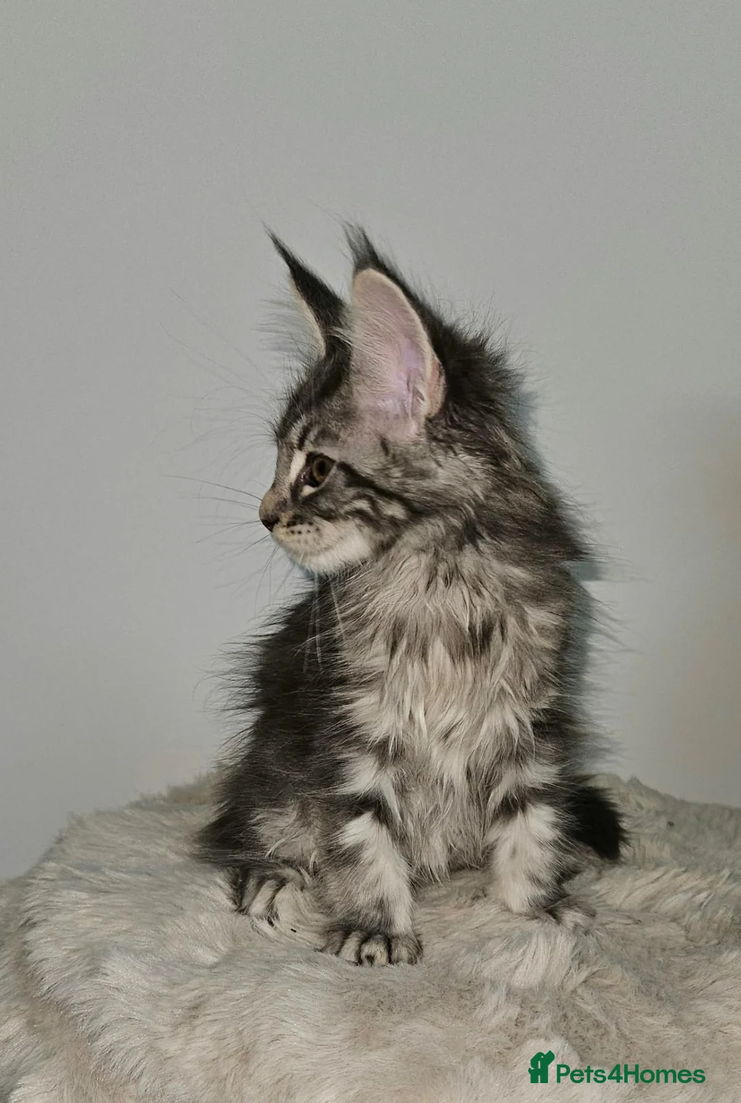 Maine Coon cats for sale: Gorgeous maine coon kittens Tica registered  - Advert 2