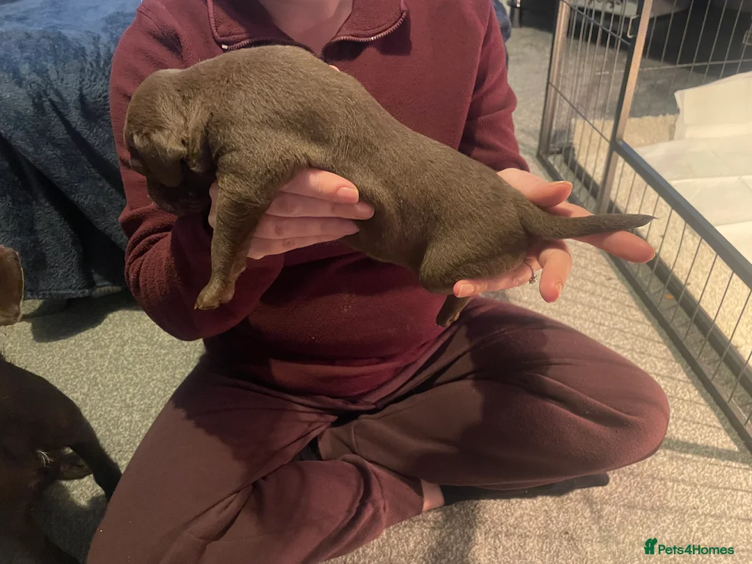 Patterdale Terrier dogs for sale: Patterdale pups  - Advert 5