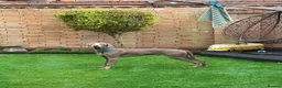 Weimaraner dogs for sale: Weimaraner boy for sale in Rushden - Advert 2