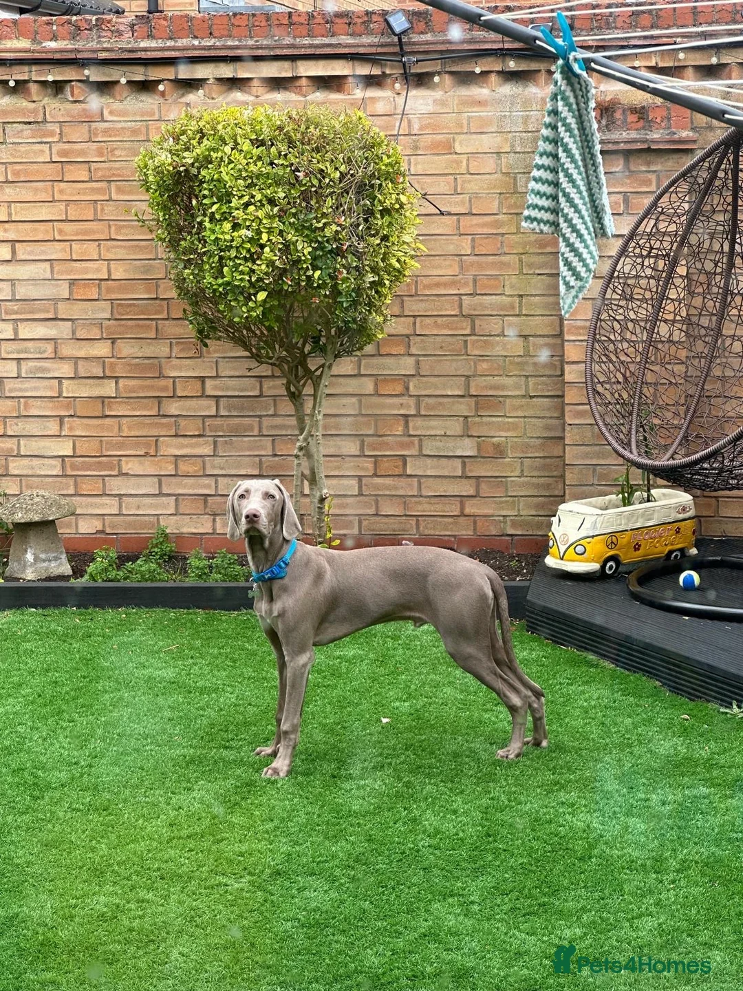 Weimaraner dogs for sale: Weimaraner boy for sale in Rushden - Advert 2