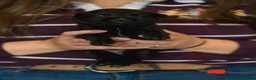 Mixed Breed dogs for sale: Family-raised puppies looking for loving homes - Advert 22