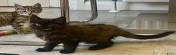 Maine Coon cats for sale: Half Maine Coon kittens  - Advert 12