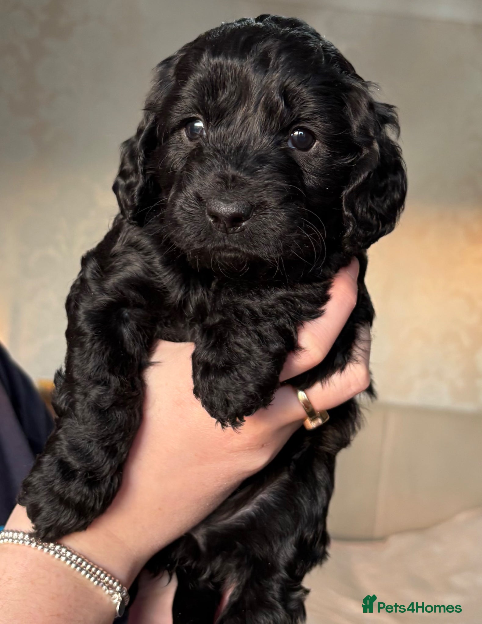 Cockapoo dogs Litter of 6 cockapoos  - Advert 7