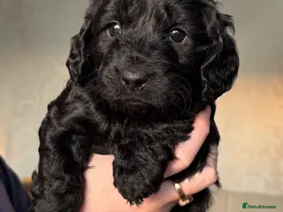 Cockapoo dogs Litter of 6 cockapoos - Advert 3