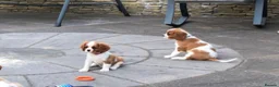 Cavalier King Charles Spaniel dogs for sale: Cavalier King Charles Spaniel Puppies  - Advert 3