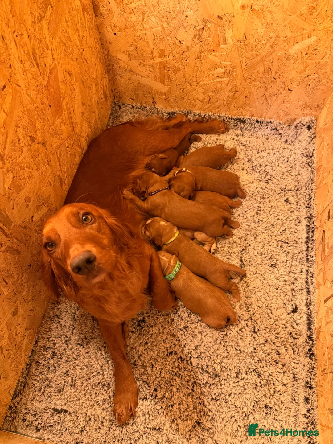 Cocker Spaniel dogs for sale: Working cockers  - Advert 12