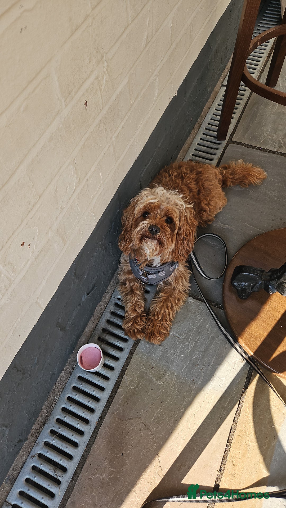 Cavapoo dogs for sale: A lovely couple of cavapoos  - Advert 5