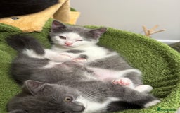 Himalayan cats for sale: Himalayan x Maine Coon Kittens – Ready Soon! - Image 9