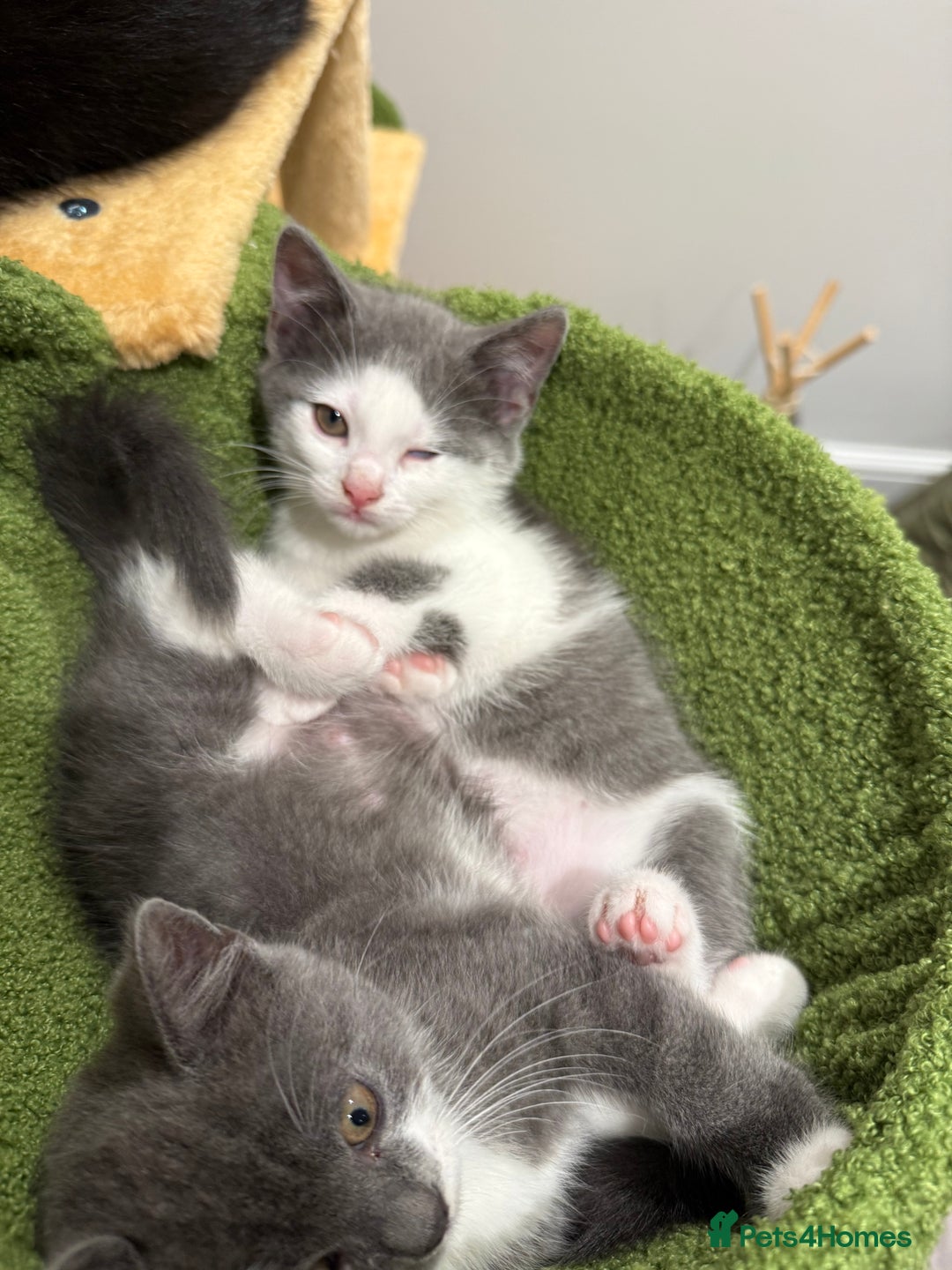 Himalayan cats for sale: Himalayan x Maine Coon Kittens – Ready Soon! - Image 9