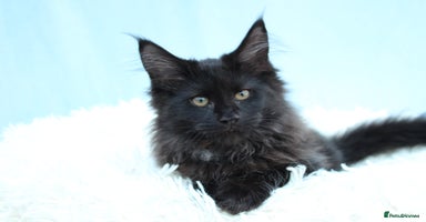 Maine Coon cats - Advert 6