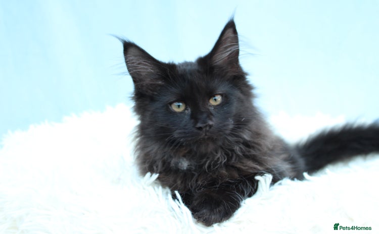 Maine Coon cats - Advert 13